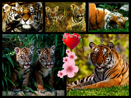 Tiger collage
