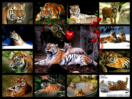 Tigers tigers collage