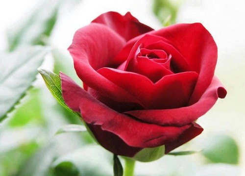 beautiful rose