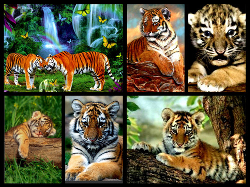  cute tiger cubs collage