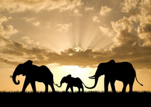  gajah family