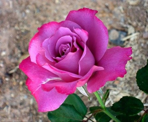 gorgeous 粉, 粉色 rose