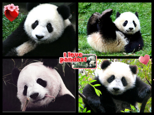 panda bear luv collage