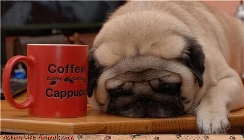  pug dog who Lost his caffeine high