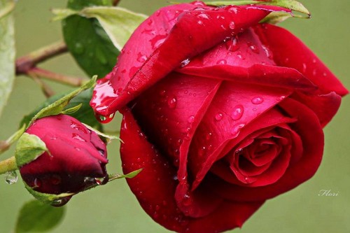  rained red rose
