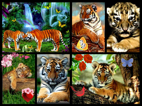  tiger-cute cubs collage
