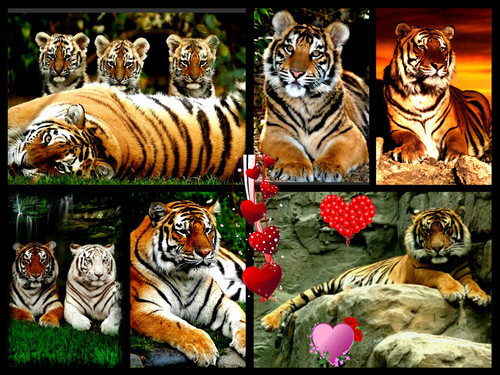  tigers everywhere collage