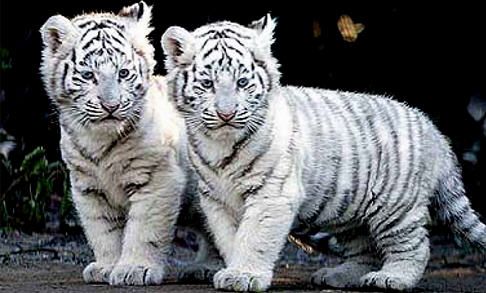  white tiger