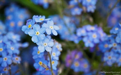  Beautiful Blue Forget-Me-Not 花
