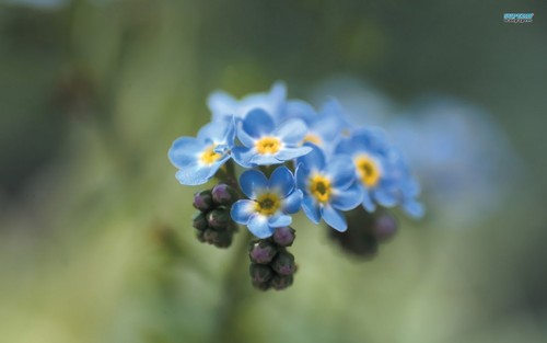  Beautiful Blue Forget-Me-Not blume