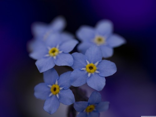  Beautiful Blue Forget-Me-Not फूल