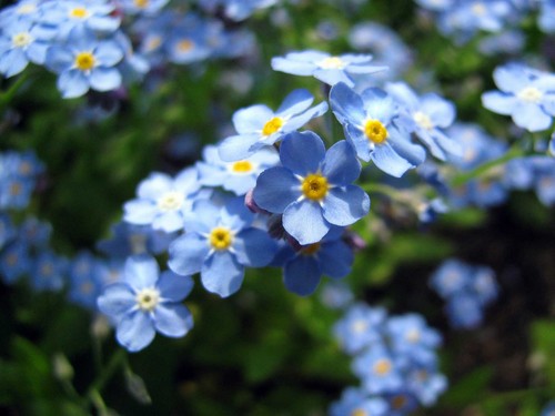  Beautiful Blue Forget-Me-Not bloem