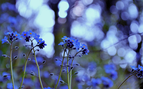  Beautiful Blue Forget-Me-Not maua, ua