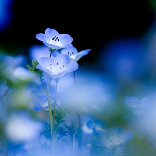  Beautiful Blue Forget-Me-Not 꽃