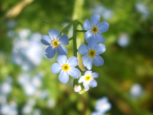  Beautiful Blue Forget-Me-Not цветок