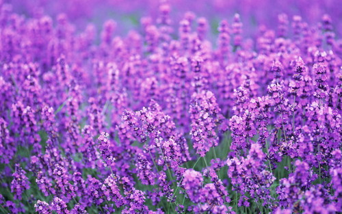  Beautiful Lavender