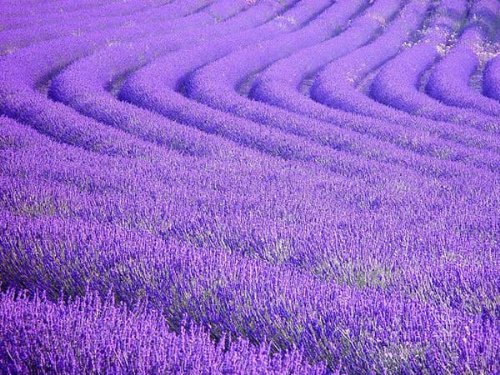 Beautiful Lavender