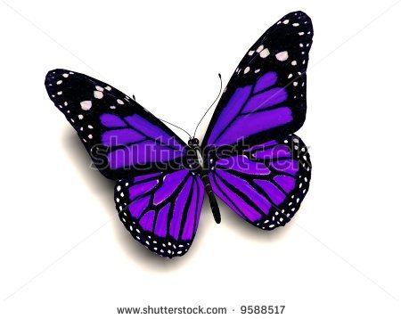  Beautiful Purple farfalla