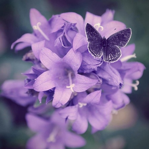  Beautiful Purple kupu-kupu