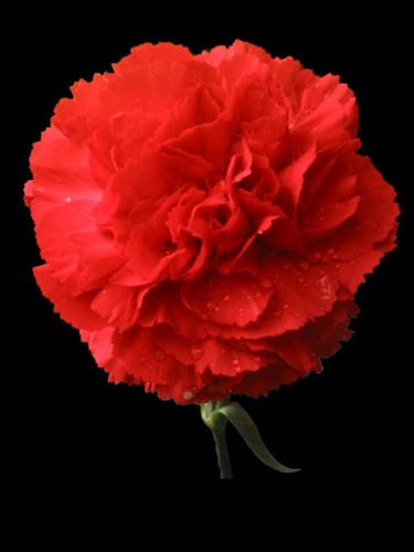 Beautiful Red Carnation