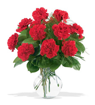  Beautiful Red Carnation