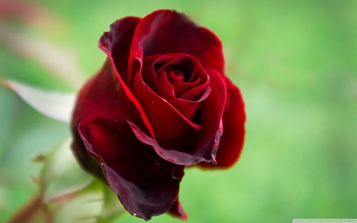  Beautiful Red 玫瑰