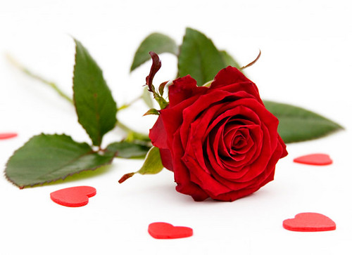  Beautiful Red 玫瑰