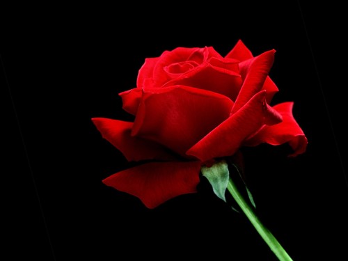 Beautiful Red गुलाब