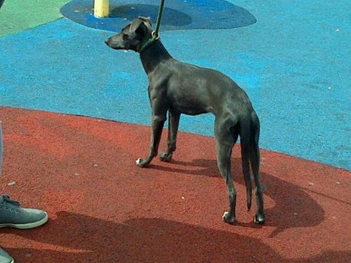 Bell The Whippet