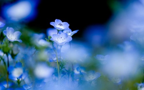  Blue Forget-Me-Not