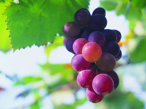  Dark Purple Grapes