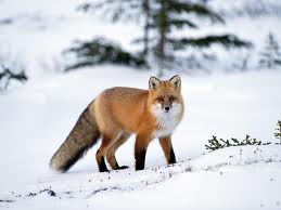 vos, fox
