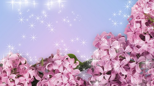 màu hoa cà, lilac hoa