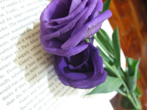  Magnificent Purple Roses