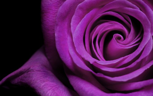  Magnificent Purple roses