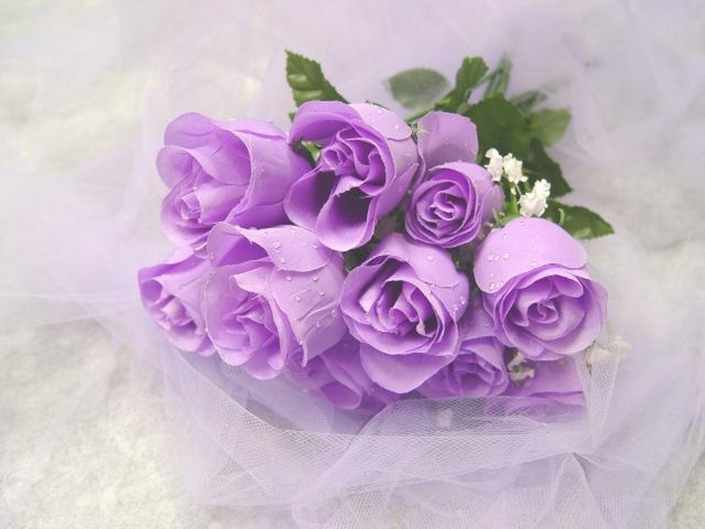Exquisite Purple Background Rose Images for Your Phone Wallpaper