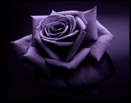  Magnificent Purple Roses