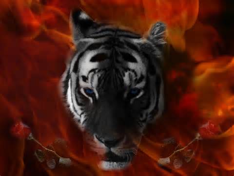  más tigres