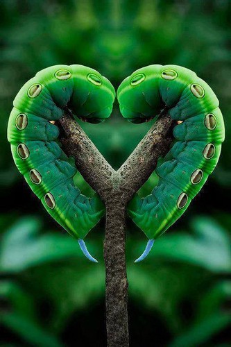  mot, nachtvlinder rups-, caterpillar love :)