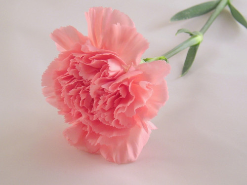  розовый Carnation