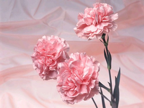  담홍색, 핑크 Carnation