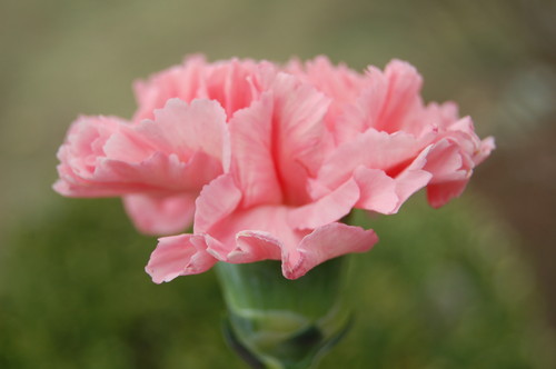  rosado, rosa Carnation
