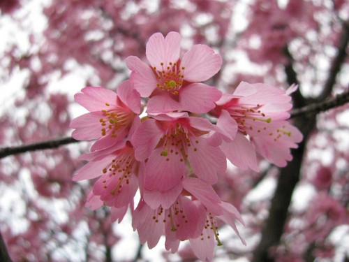  pink cherry Blossom
