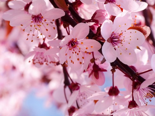  粉, 粉色 樱桃 Blossom