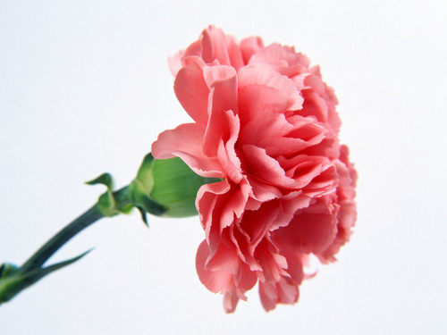  Pretty 粉, 粉色 Carnation
