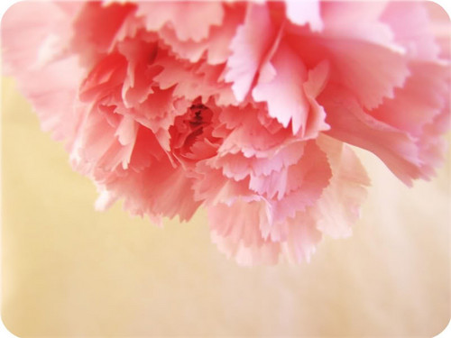  Pretty berwarna merah muda, merah muda Carnation