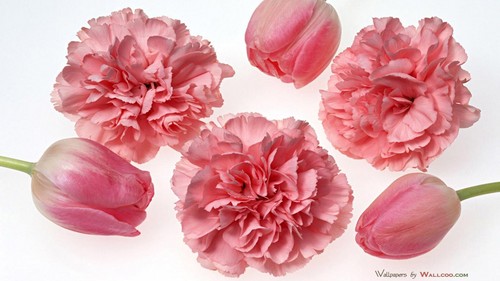  Pretty rose Carnation