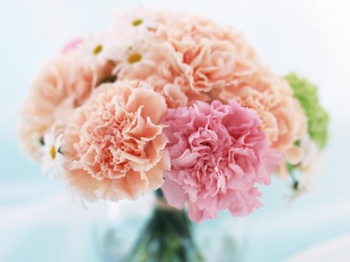  Pretty 粉, 粉色 Carnation