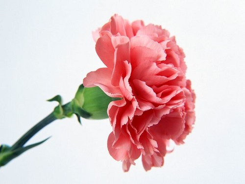  Pretty rosado, rosa Carnation