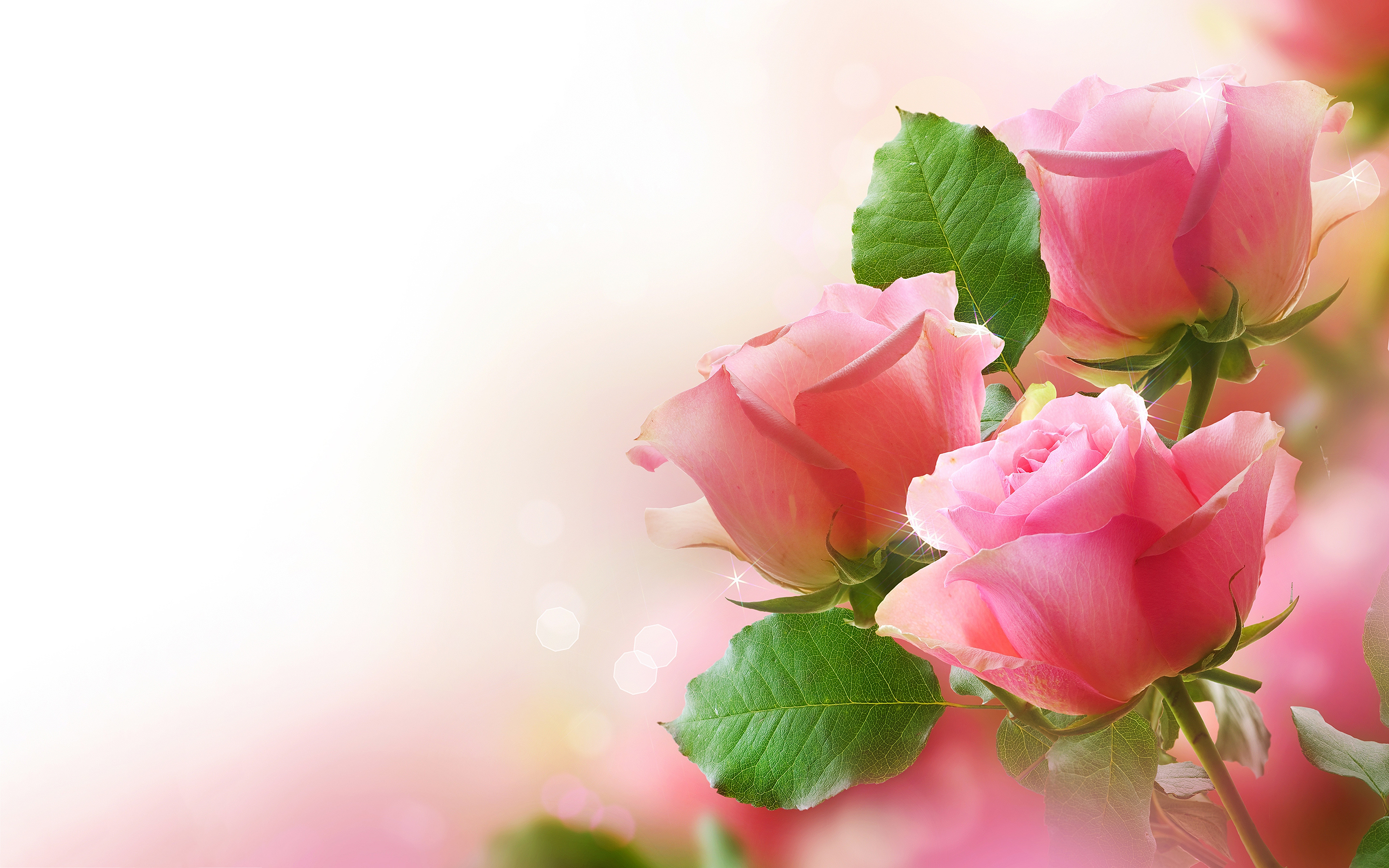 Pretty rosa Rosen - Rosen Hintergrund (34610952) - Fanpop